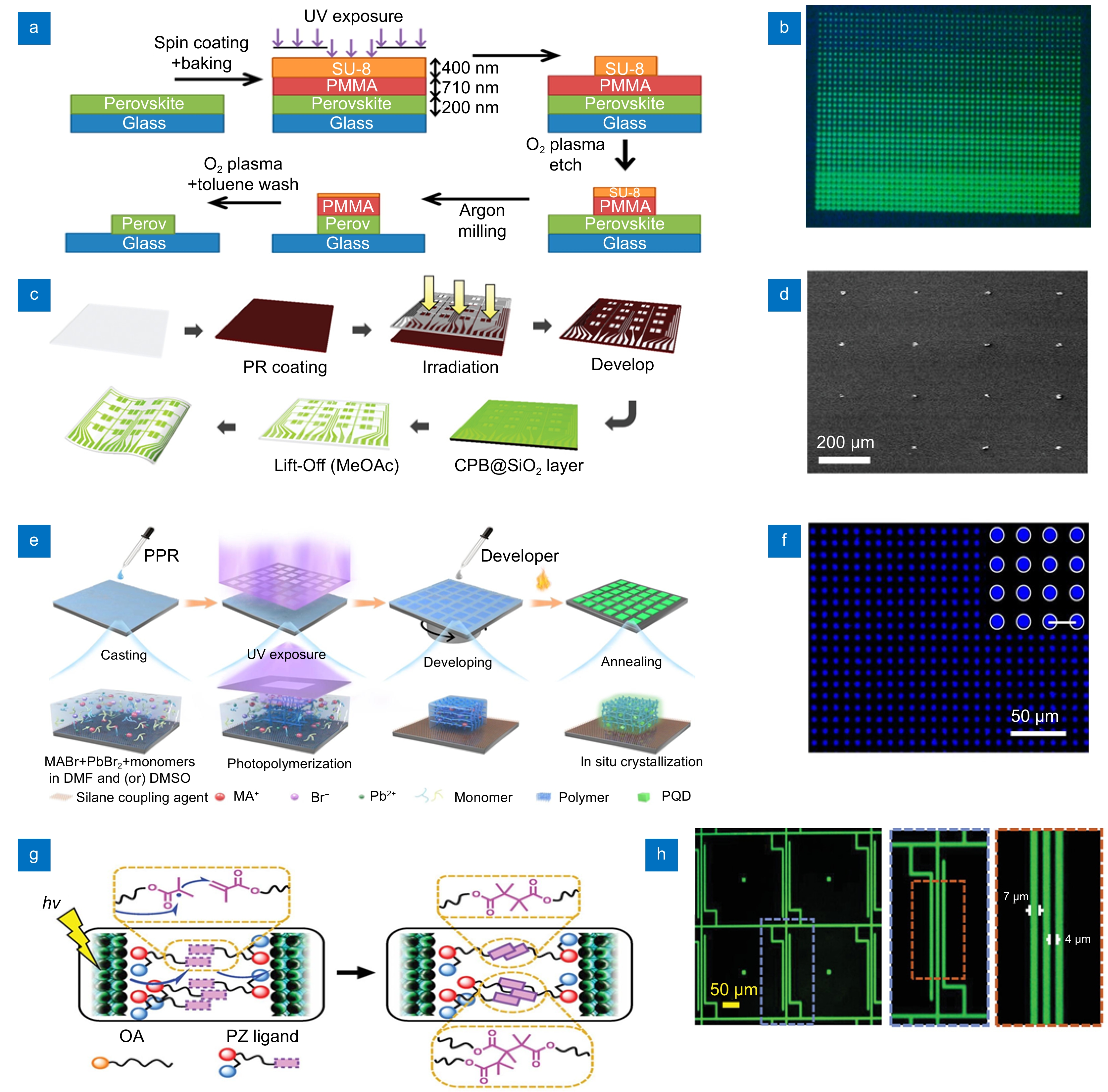Az様 Coordinating ERK/MAPK signalling through scaffolds and