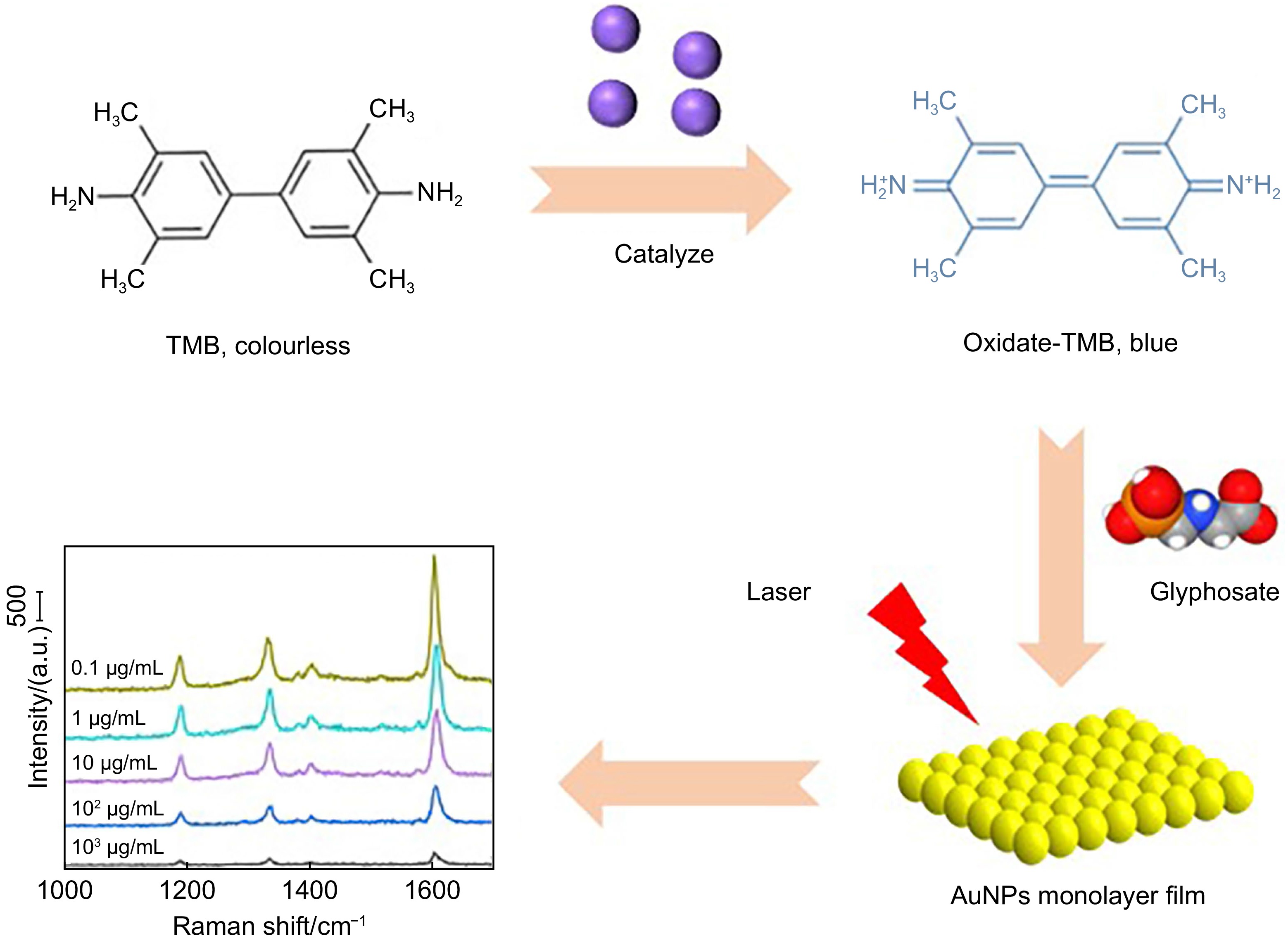 基于Fe-ZIF纳米酶活性抑制效应的SERS传感策略用于草甘膦痕量检测