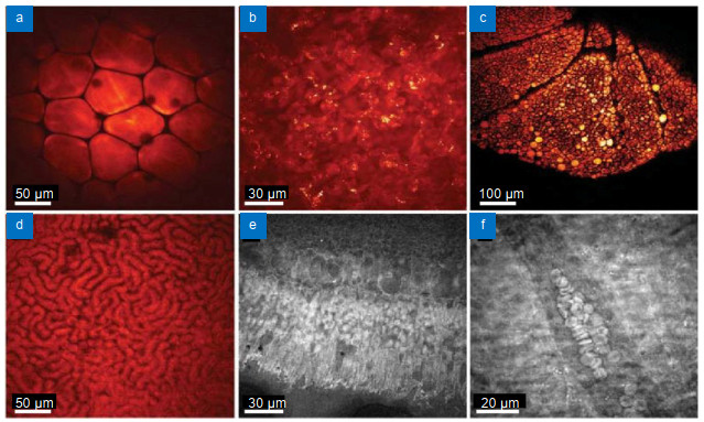 ウィンドウズ11  17 BOSCH Twin Front Windshield Wiper Blade 530mm 21