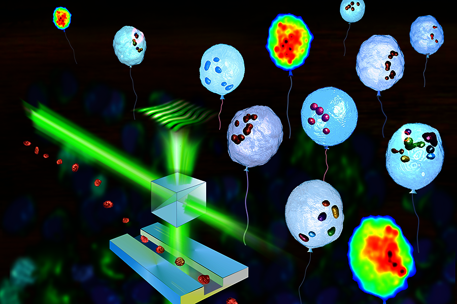 3D imaging lipidometry in single cell by in-flow holographic tomography