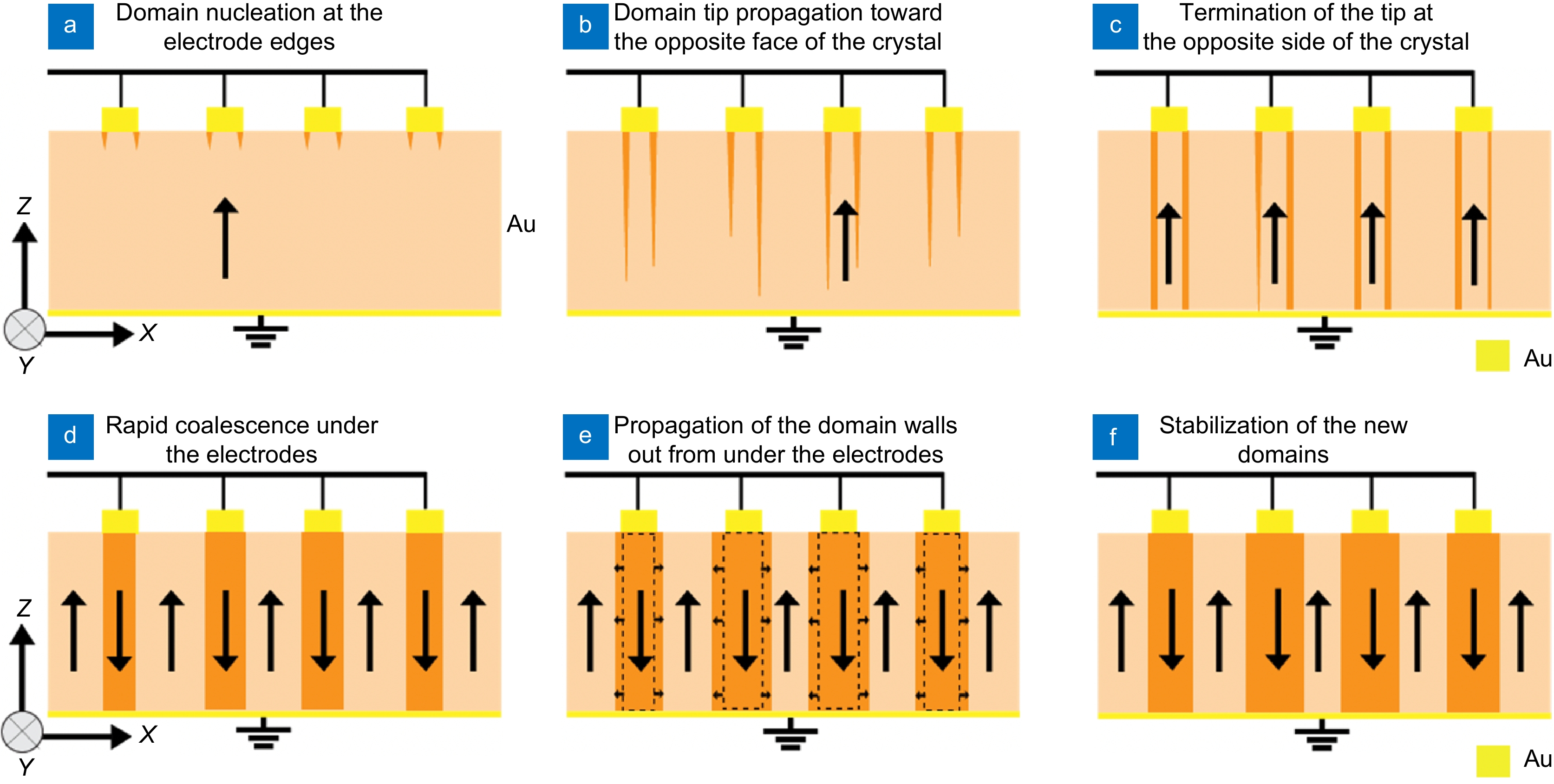 Ferroelectric domain engineering of Lithium niobate