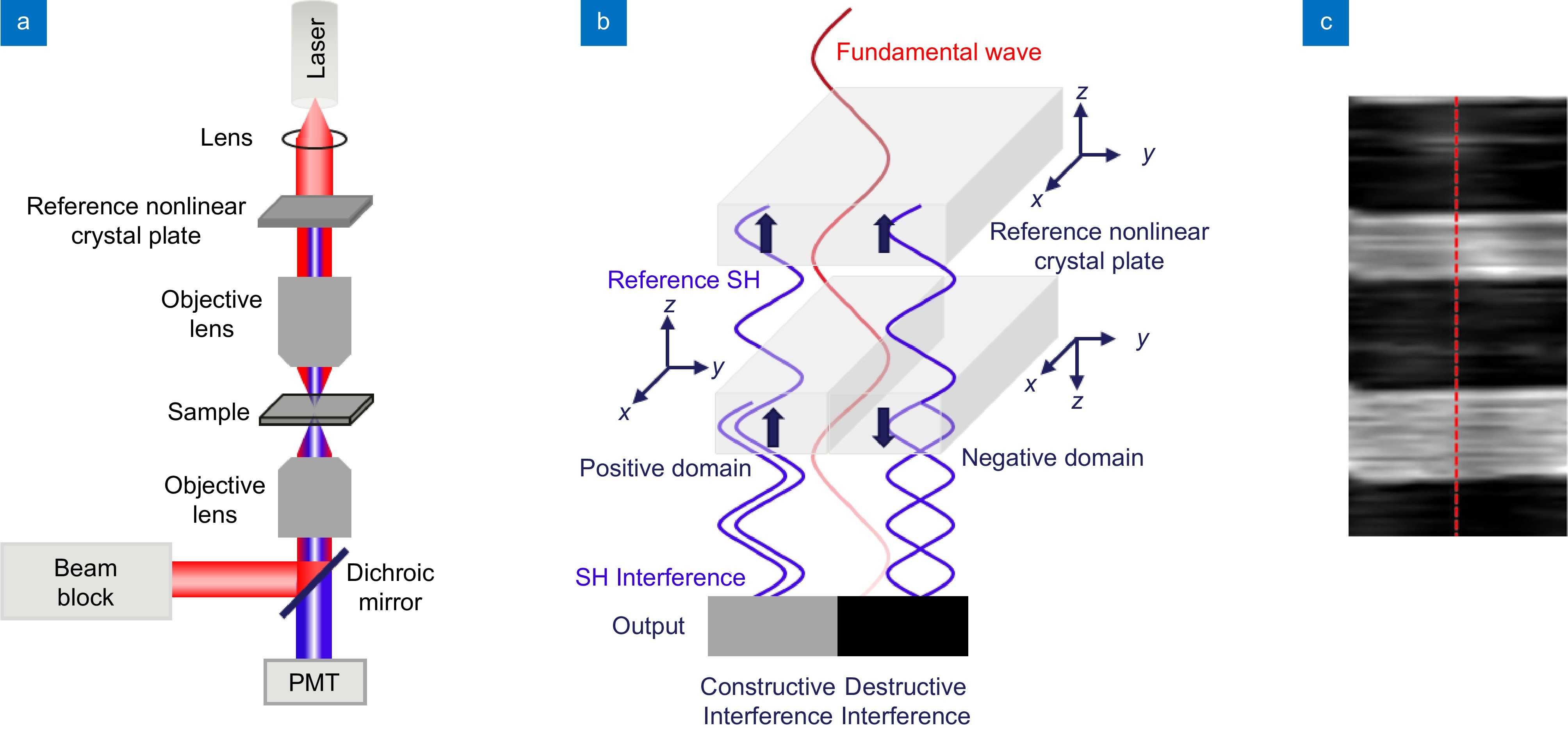 a) Schematic for contact-mode scanning probe microscopy used for
