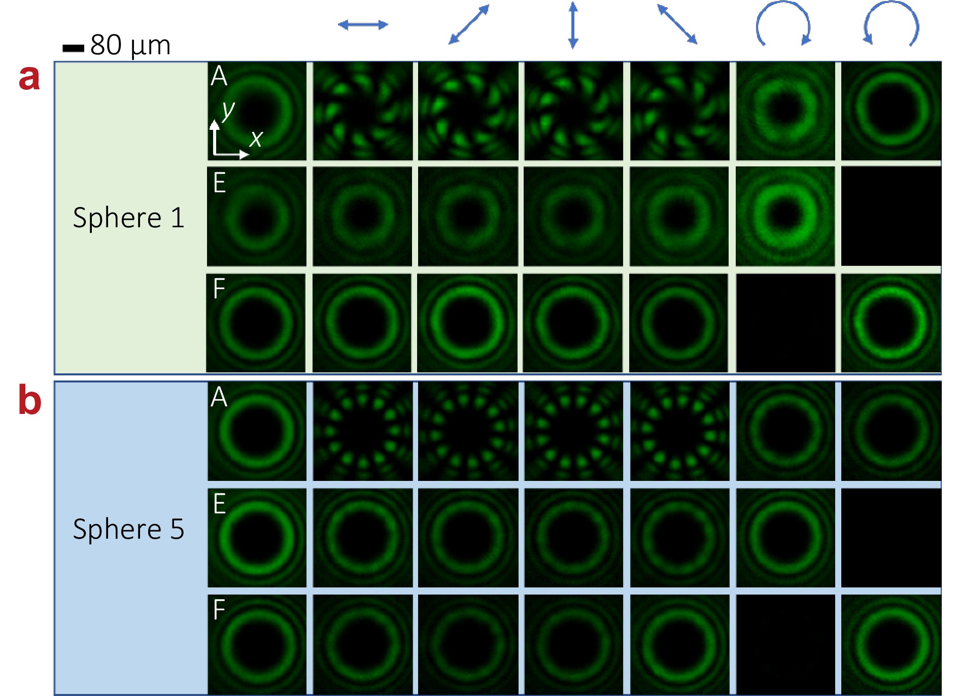 Simultaneous dynamic detection of phase and polarization