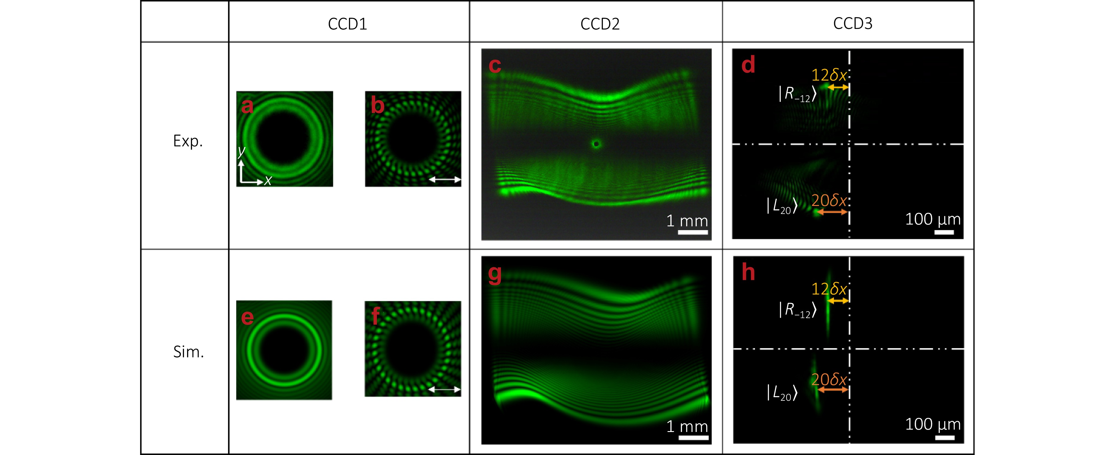 Simultaneous dynamic detection of phase and polarization