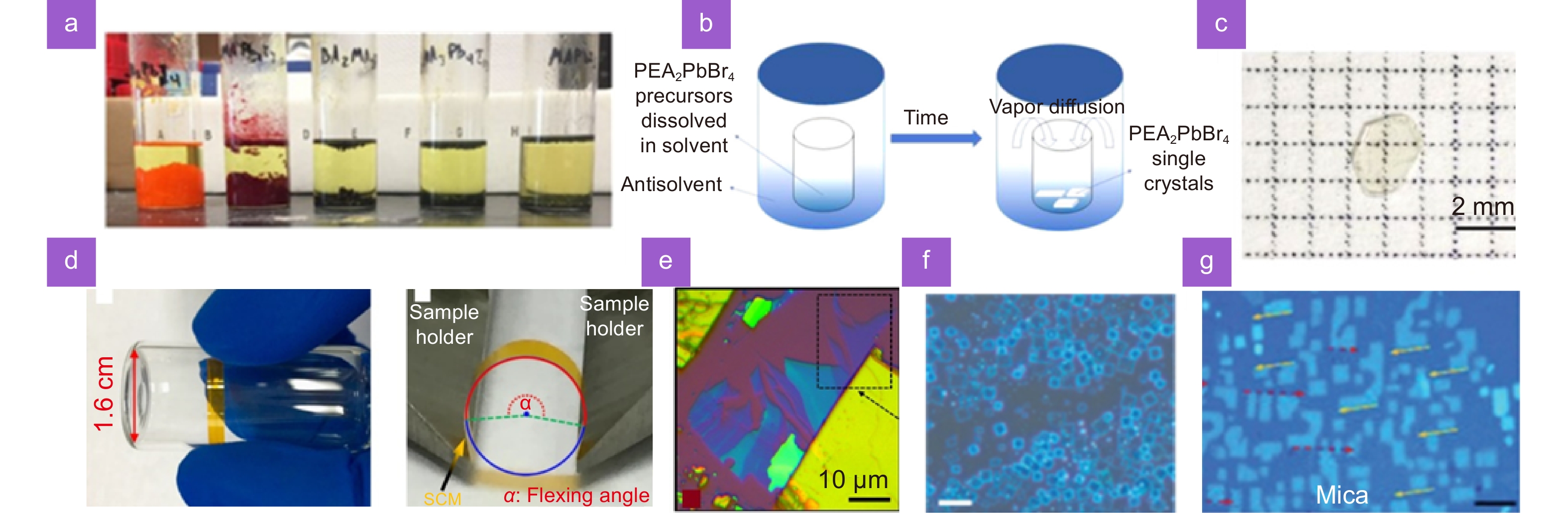 mshwang Prediction Model for Tea Polyphenol Content with Deep Features