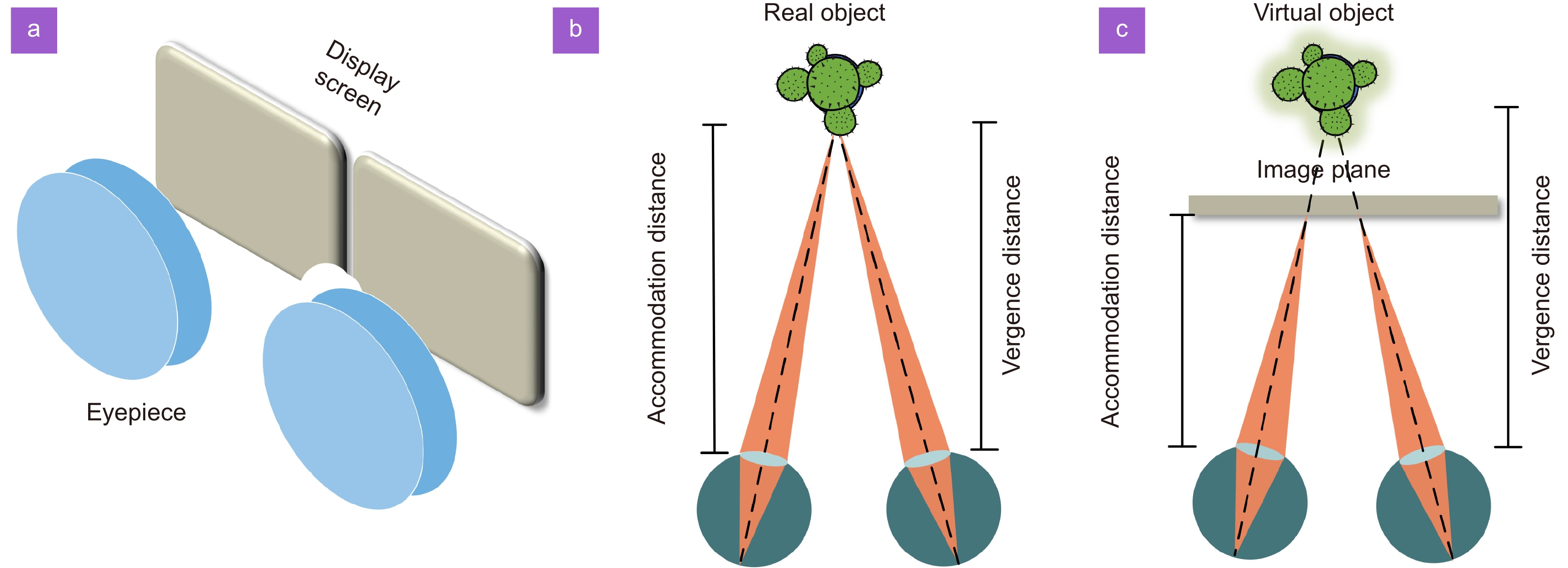 ON　2本セット Insight into the enhancing mechanism of extracellular