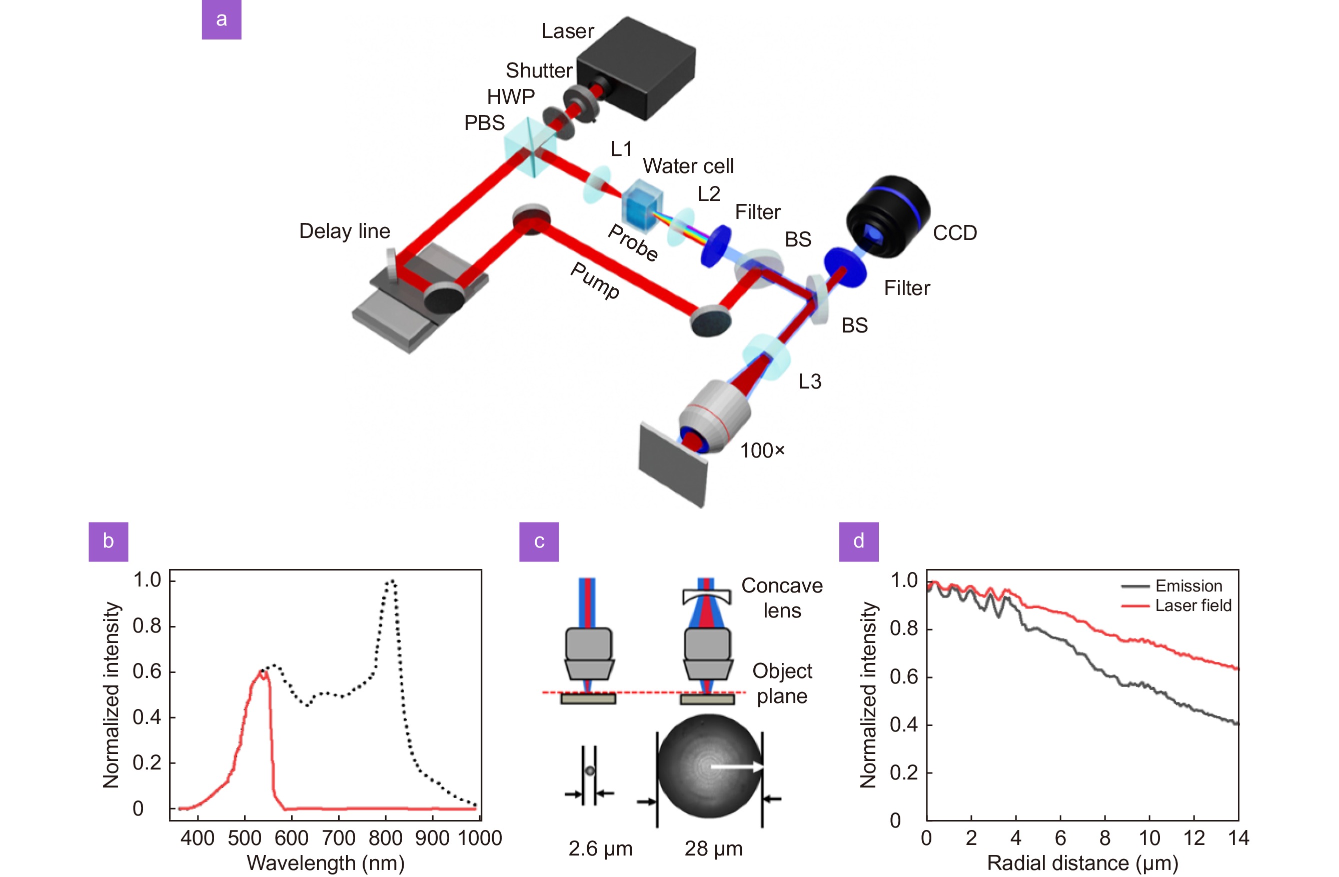 Ultrafast dynamics of femtosecond laser-induced high spatial