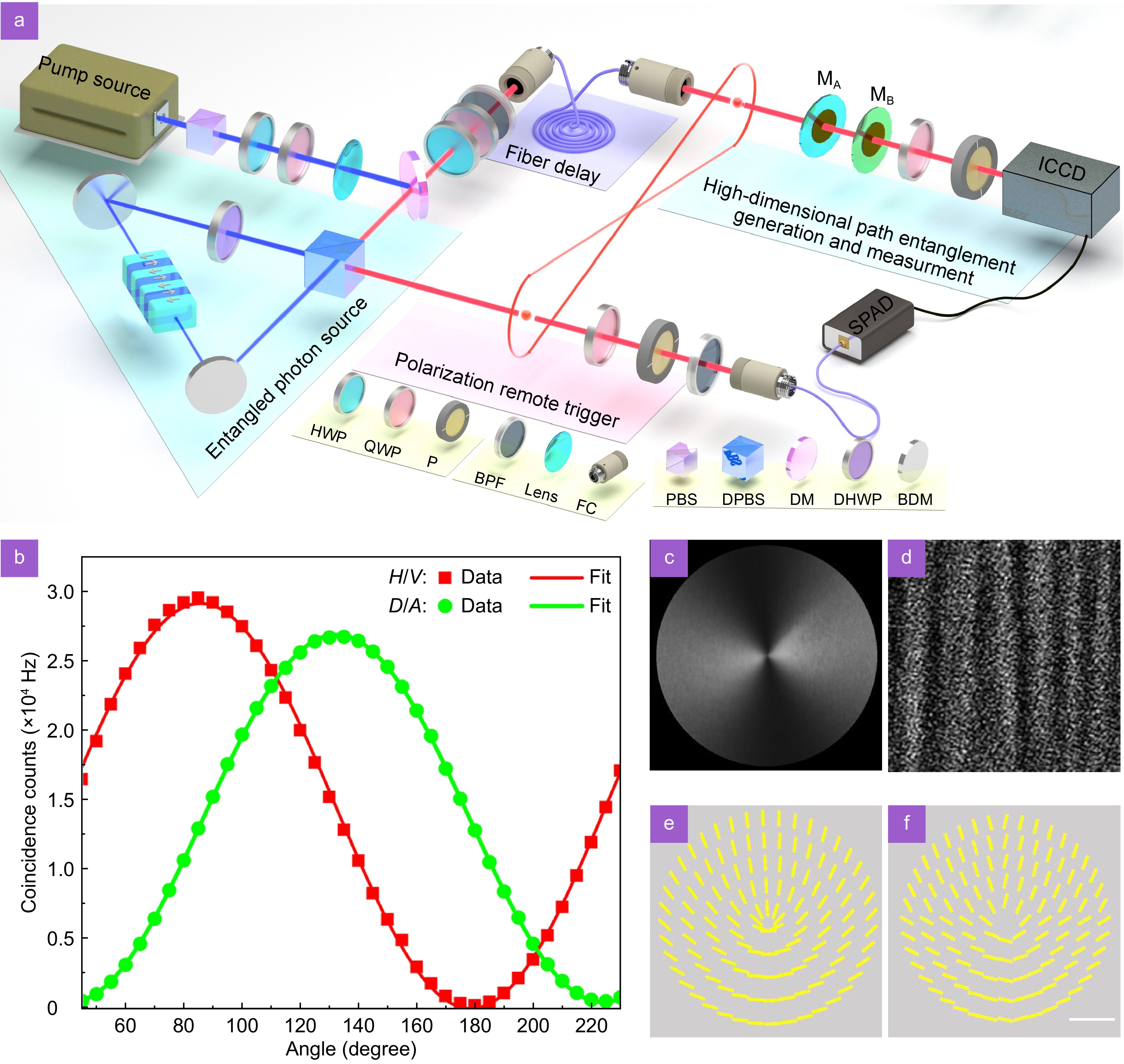 Noncommutative metasurfaces enabled diverse quantum path