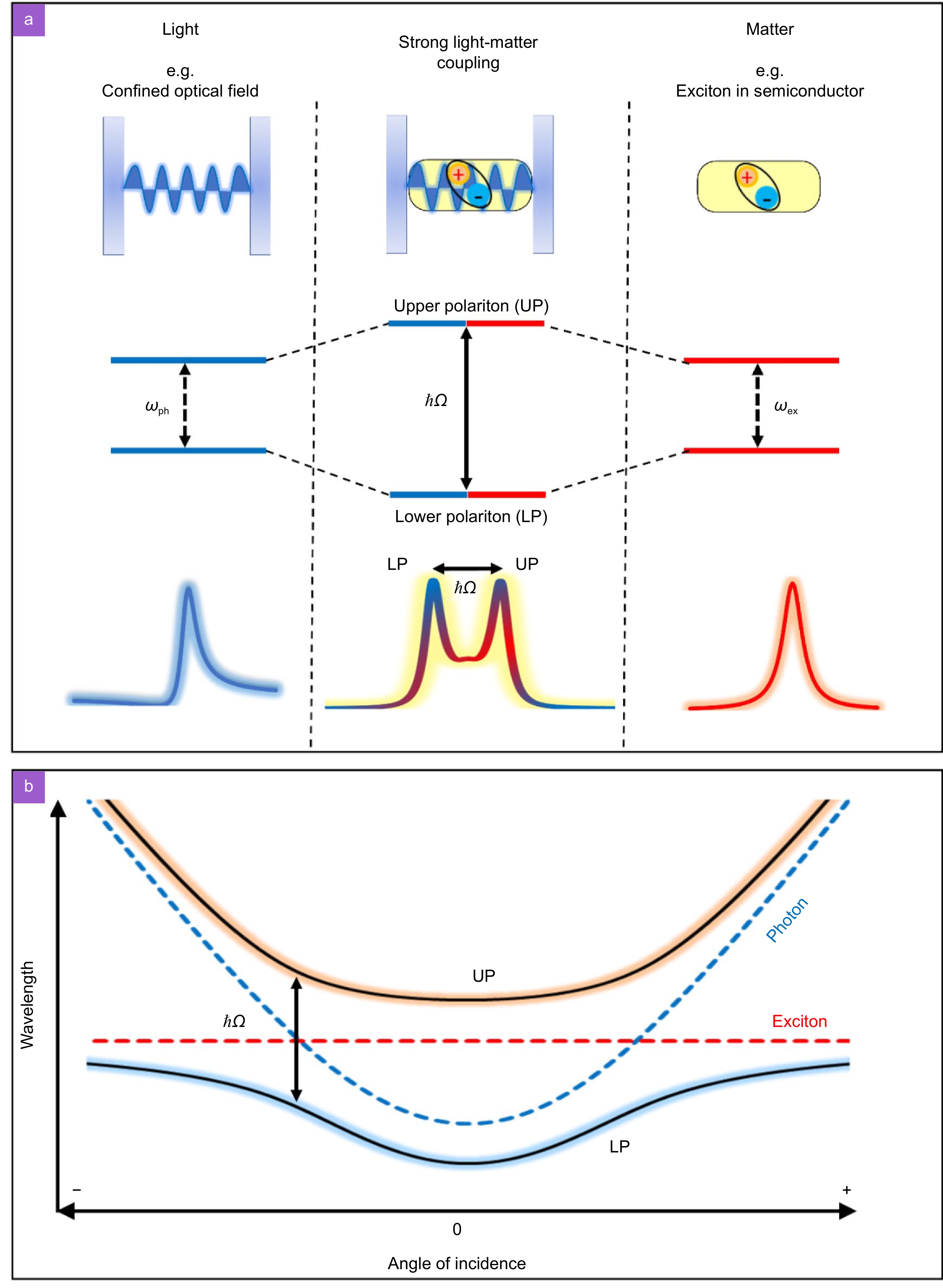 Recent advances in exciton-polariton in perovskite